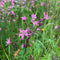 Ragged Robin Seeds (Lychnis flos-cuculi)